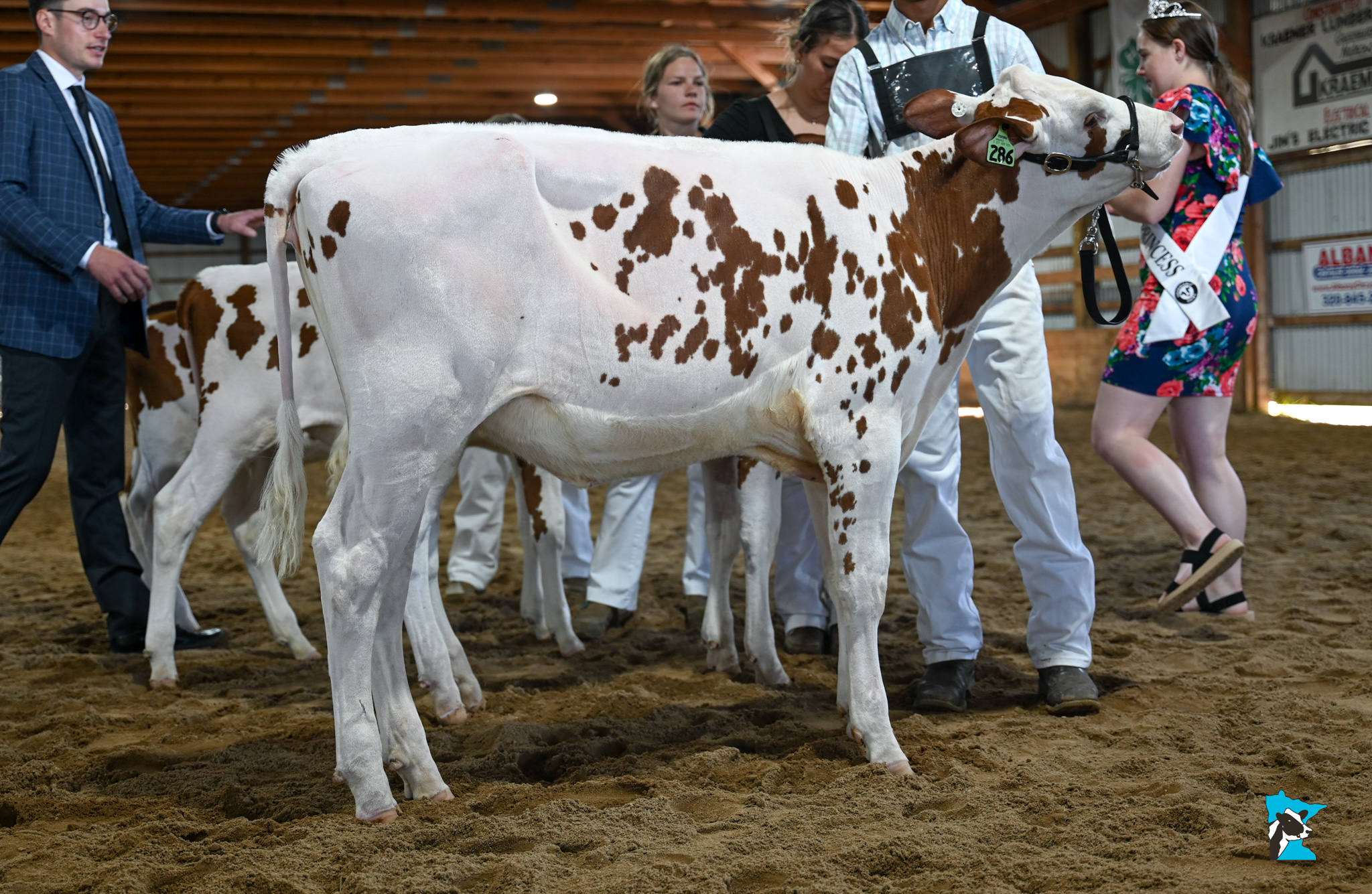 2024 Minnesota State Red & White Show Results - Minnesota Holstein  Association